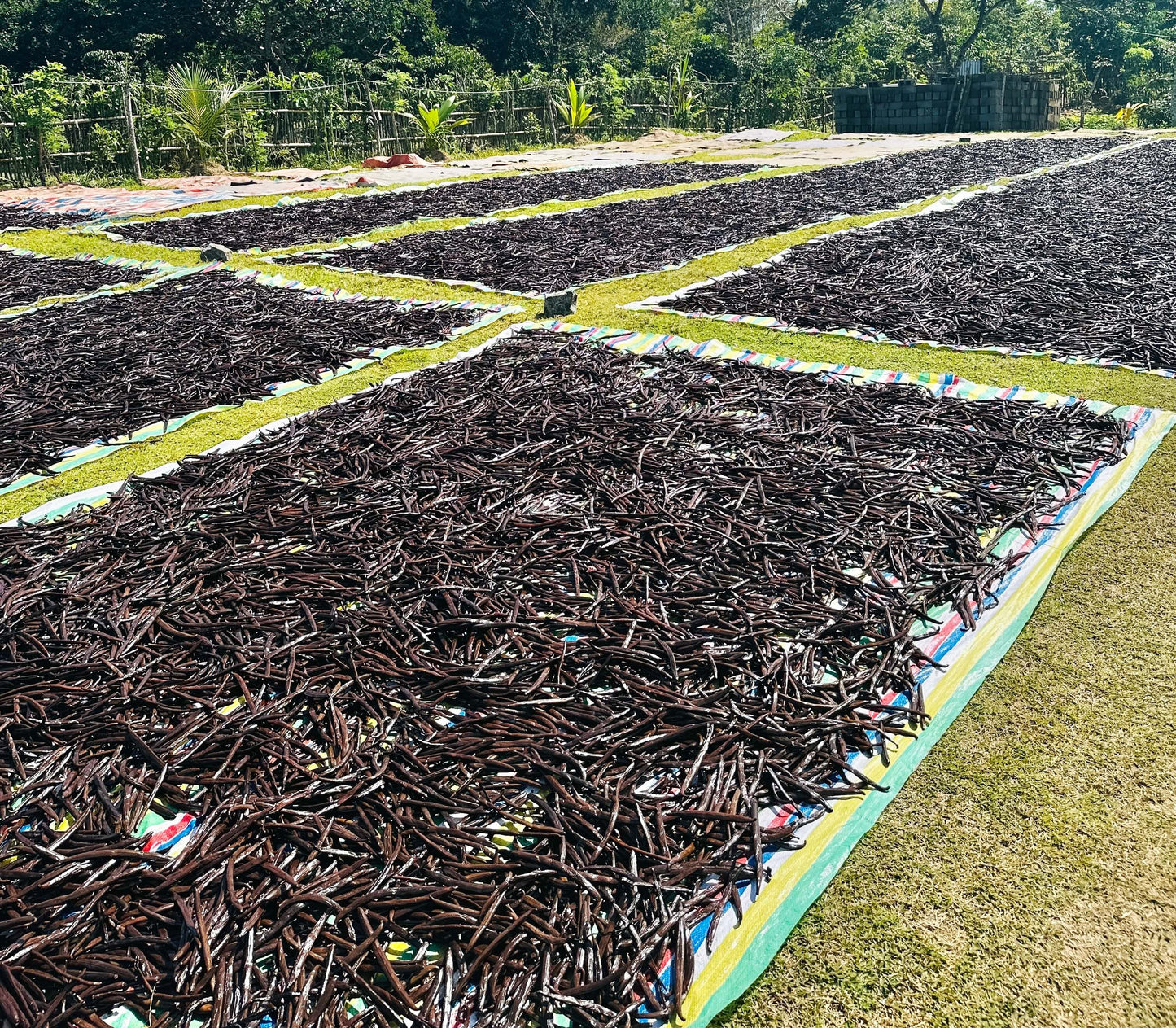 Beginn der traditionellen natürlichen Trocknung bei Vanilis Maroantsetra