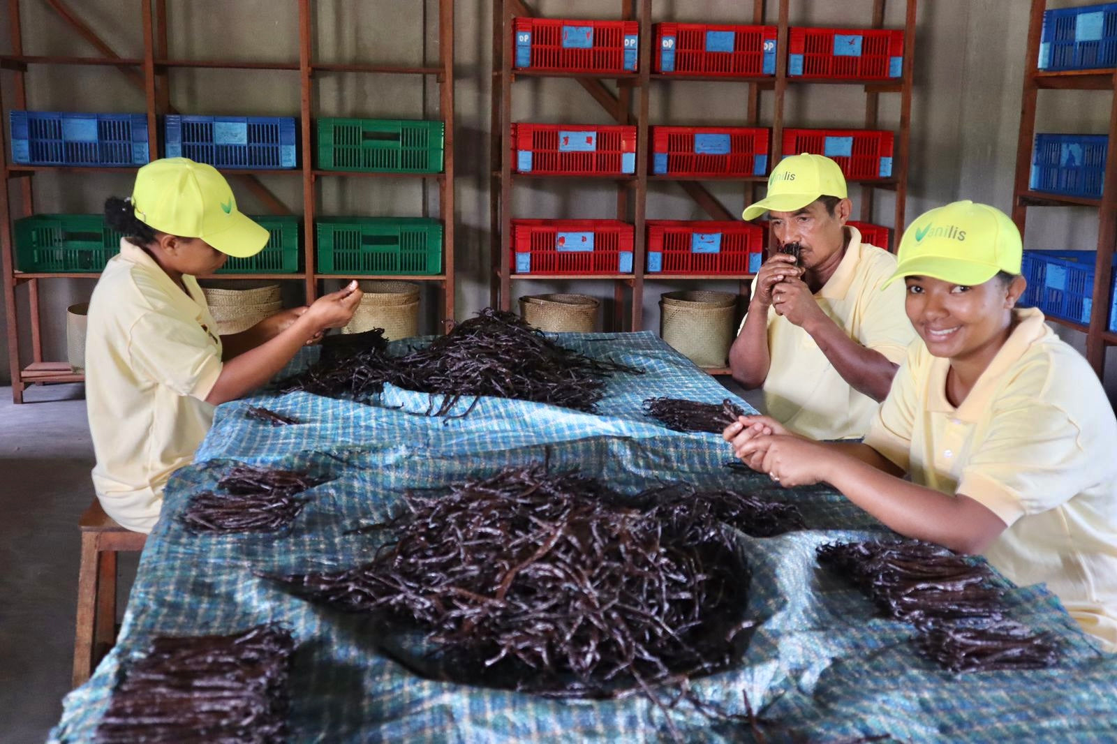 Schwester und Vater sortieren handverlesene Bourbon-Vanilleschoten auf dem Sortiertisch in Maroantsetra – traditioneller Verarbeitungsschritt im Familienbetrieb Vanilis