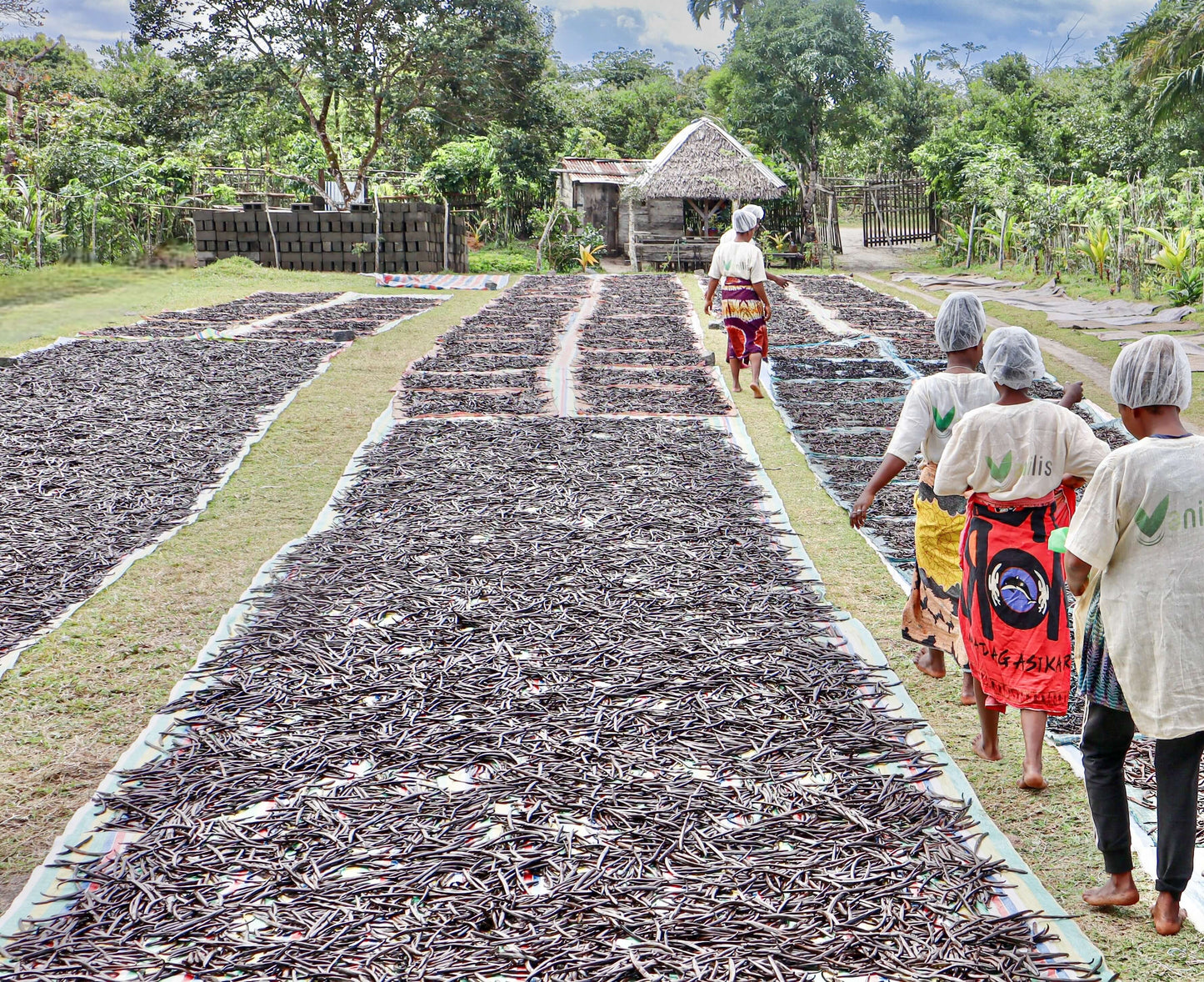 Mitarbeiter sortiert die Vanilleschoten nach Größe und Qualität direkt während des traditionellen Trocknungsprozesses.