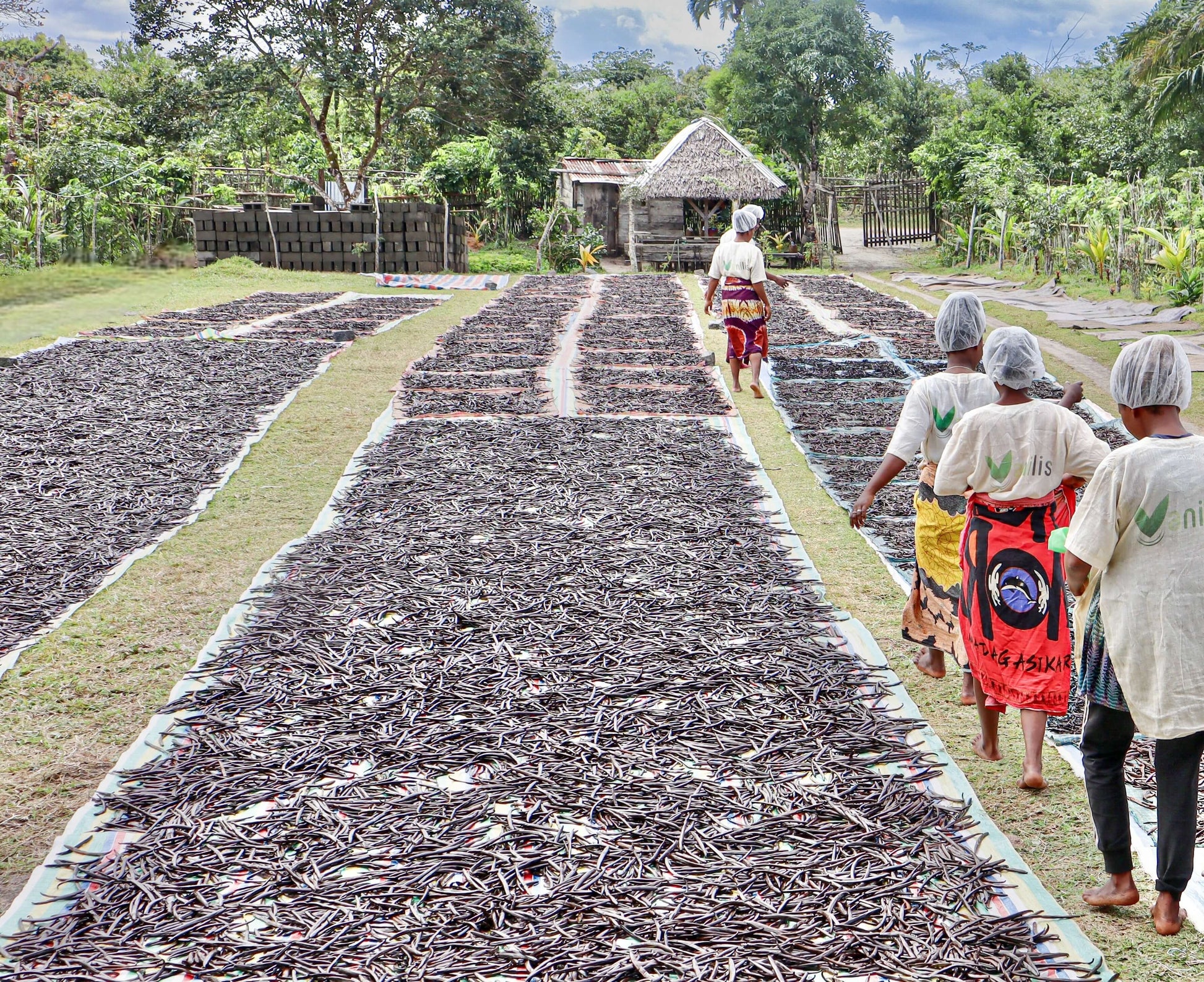 Mitarbeiter sortiert die Vanilleschoten nach Größe und Qualität direkt während des traditionellen Trocknungsprozesses.
