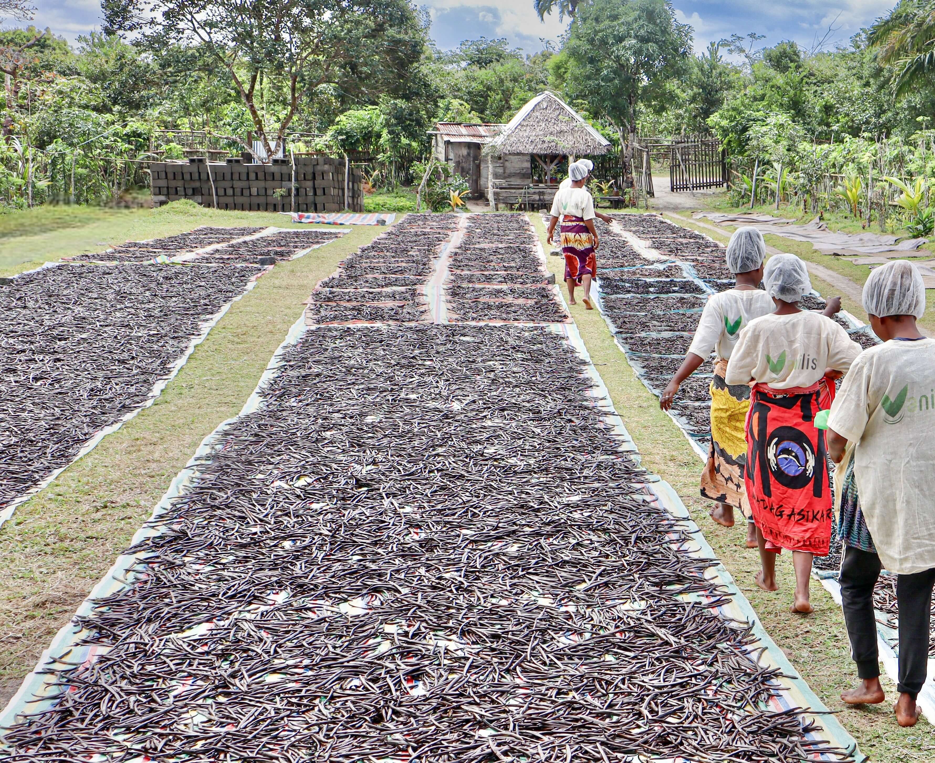 Mitarbeiter sortiert die Vanilleschoten nach Größe und Qualität direkt während des traditionellen Trocknungsprozesses.