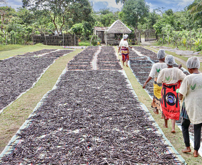 Mitarbeiter sortiert die Vanilleschoten nach Größe und Qualität direkt während des traditionellen Trocknungsprozesses.