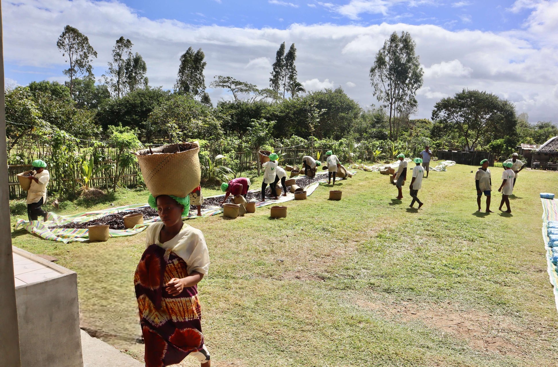 Teammitglied von Vanilis legt frisch geschwitzte Bourbon-Vanilleschoten sorgfältig zur Sonnentrocknung auf Matten aus.