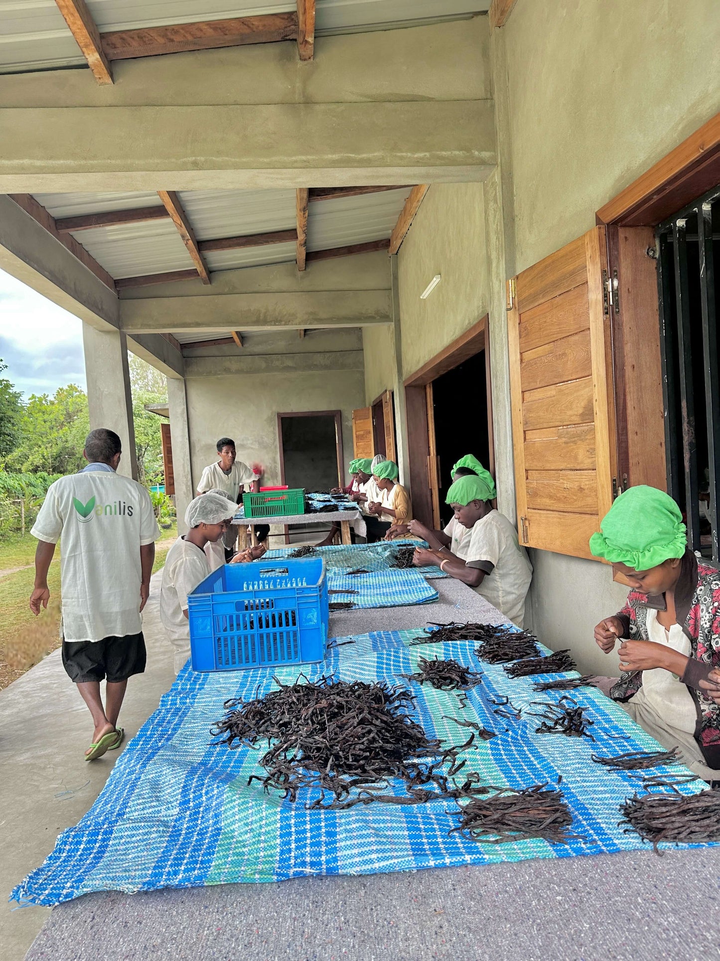 Vanilis Teammitglieder sortieren Vanilleschoten gemeinsam am Arbeitstisch und kontrollieren Aroma, Feuchtigkeit und Qualität.
