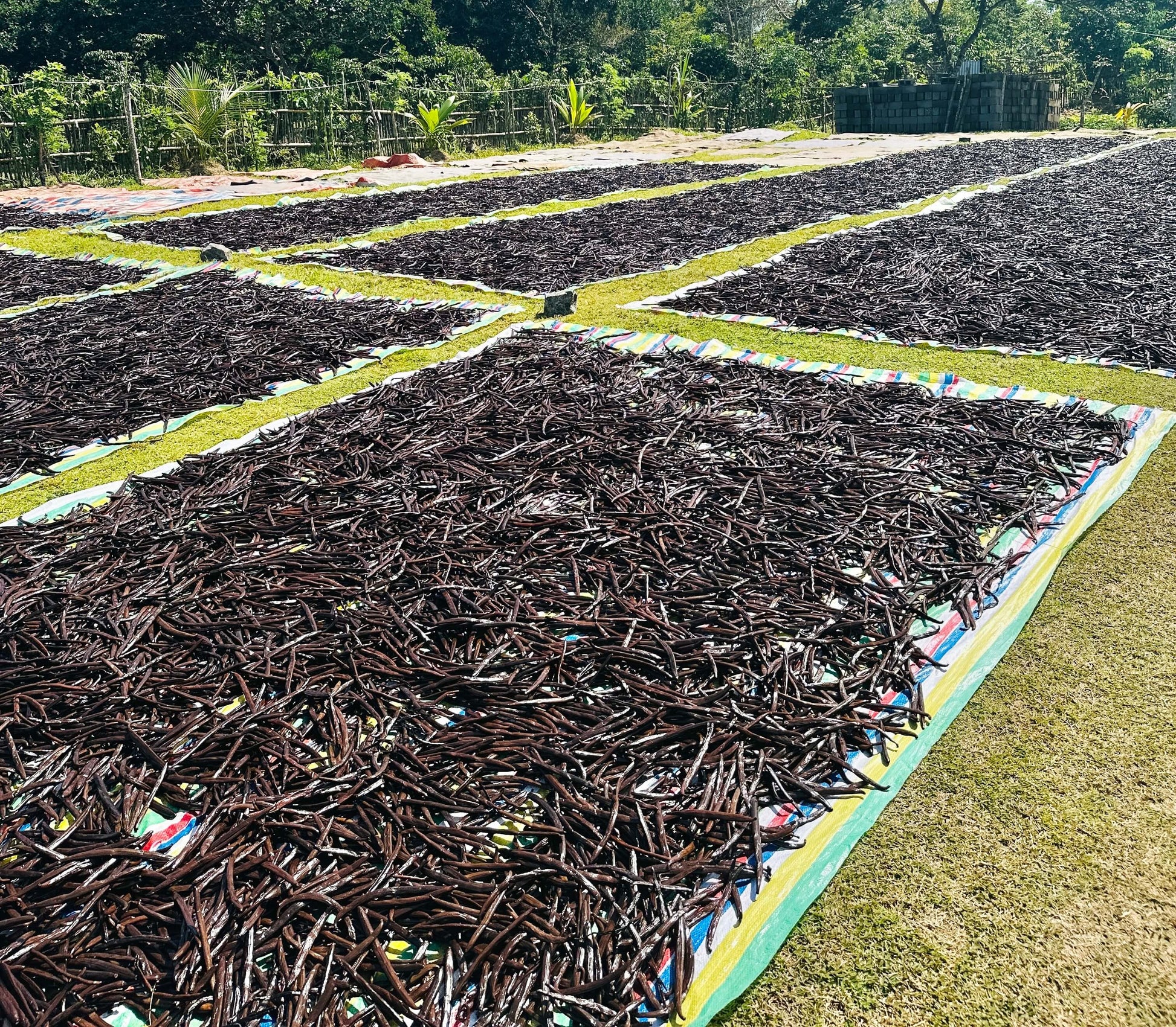  Beginn der traditionellen natürlichen Trocknung bei Vanilis Maroantsetra