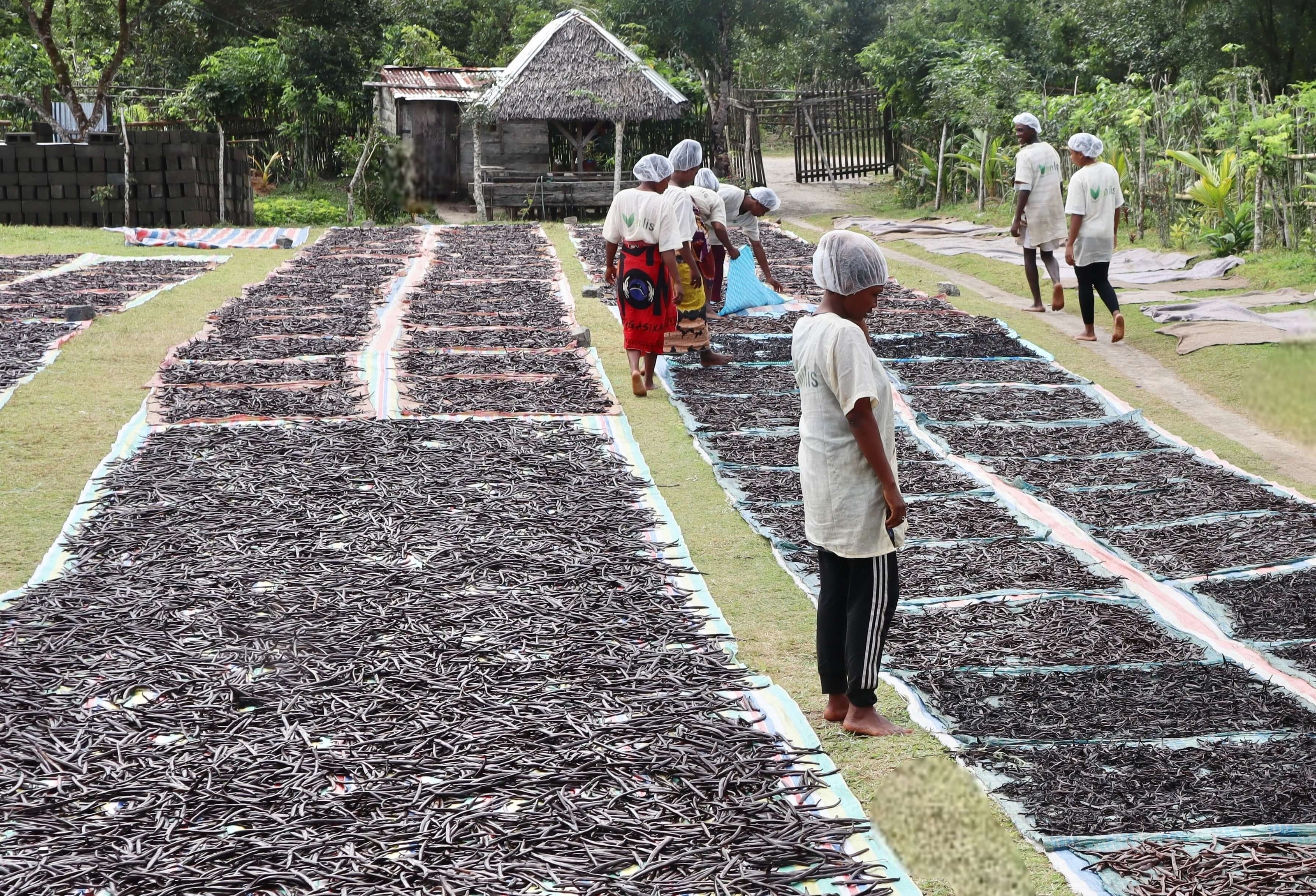 Vanilis Teammitglied kontrolliert die ordentlich ausgelegten Reihen Bourbon-Vanille während der Trocknung im Sonnenlicht.