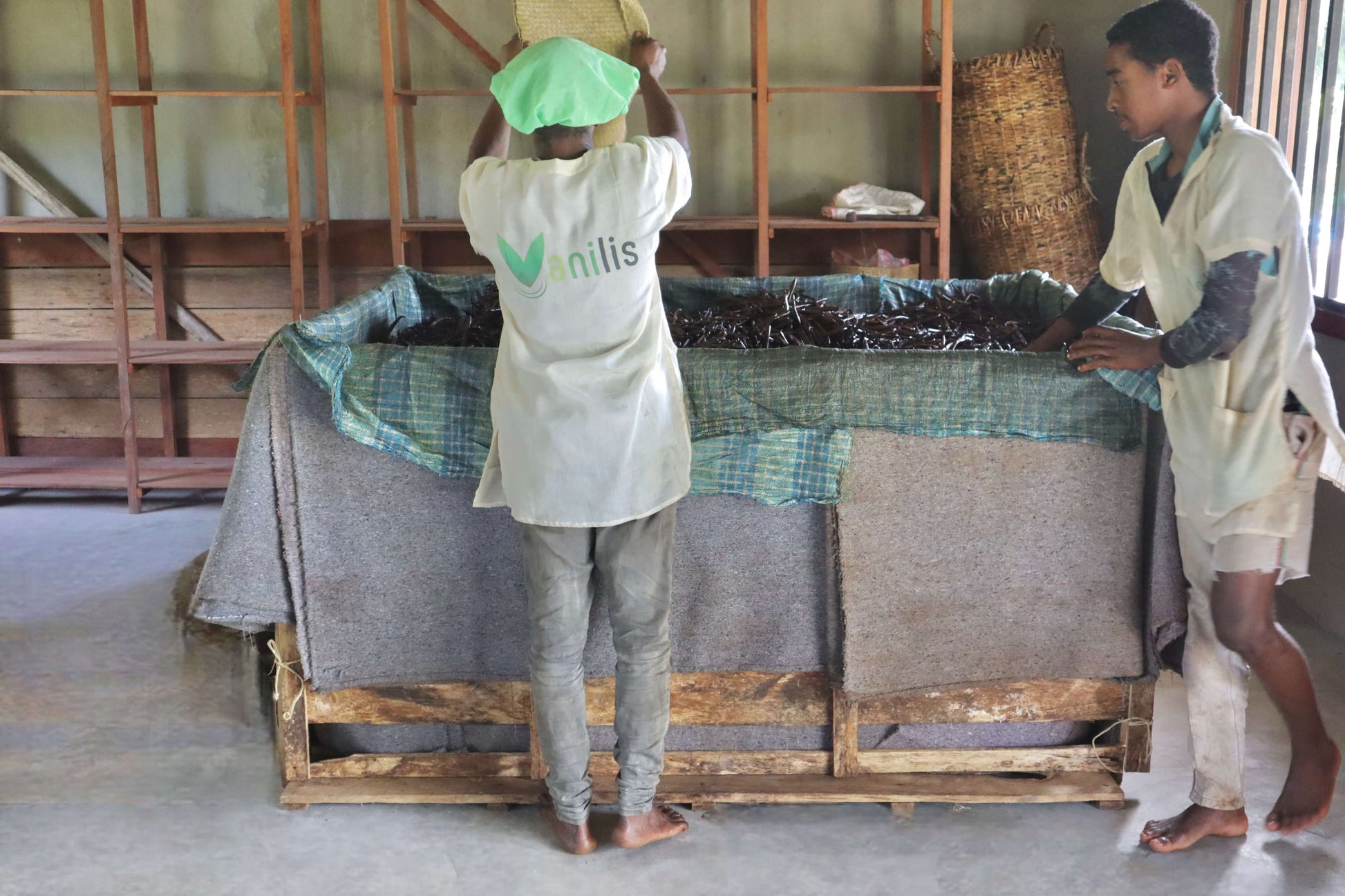 Vanilleschoten nach zwei Tagen Etuvage in einer abgedeckten Holzkiste – vollständig geschwitzt und bereit für das Trocknen.