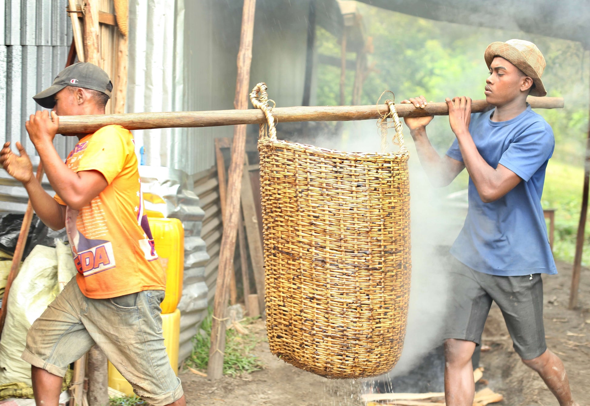 Vanilleschoten werden nach dem Blanchieren aus dem heißen Wasser in große Holzkisten für den Etuvage-Prozess gelegt.