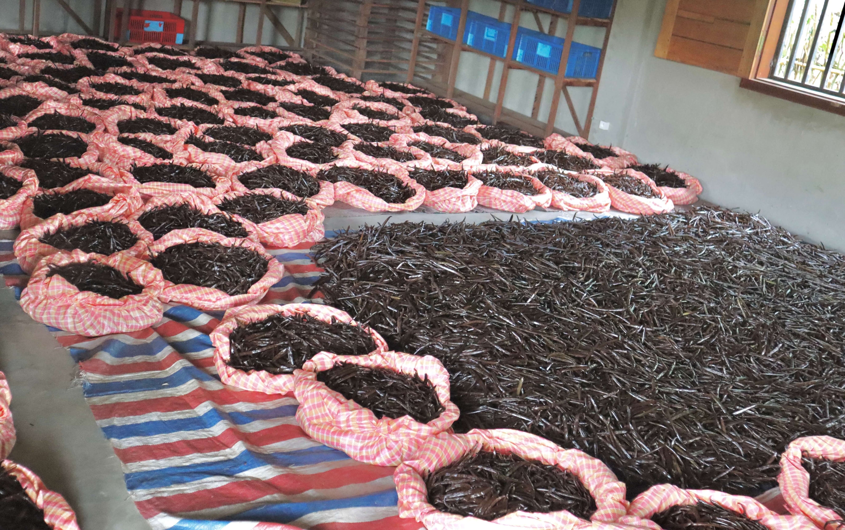 Vanilleschoten während der Innentrocknung in geschütztem Raum, notwendig bei Regen oder zur langsamen Dunkeltrocknung.