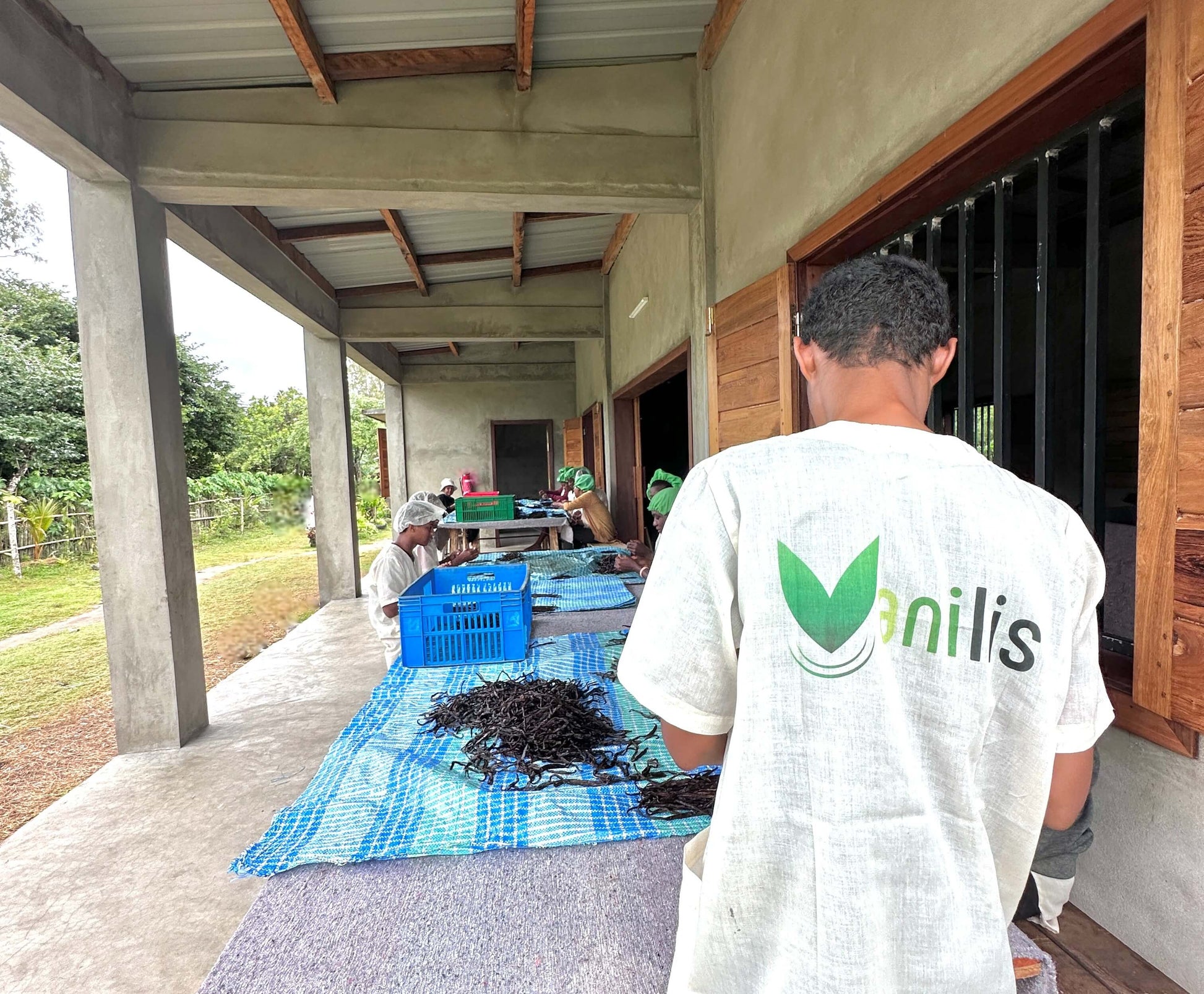 Vanilis Team sortiert frisch fermentierte Bourbon-Vanilleschoten per Hand am Sortiertisch für die Qualitätsauswahl.