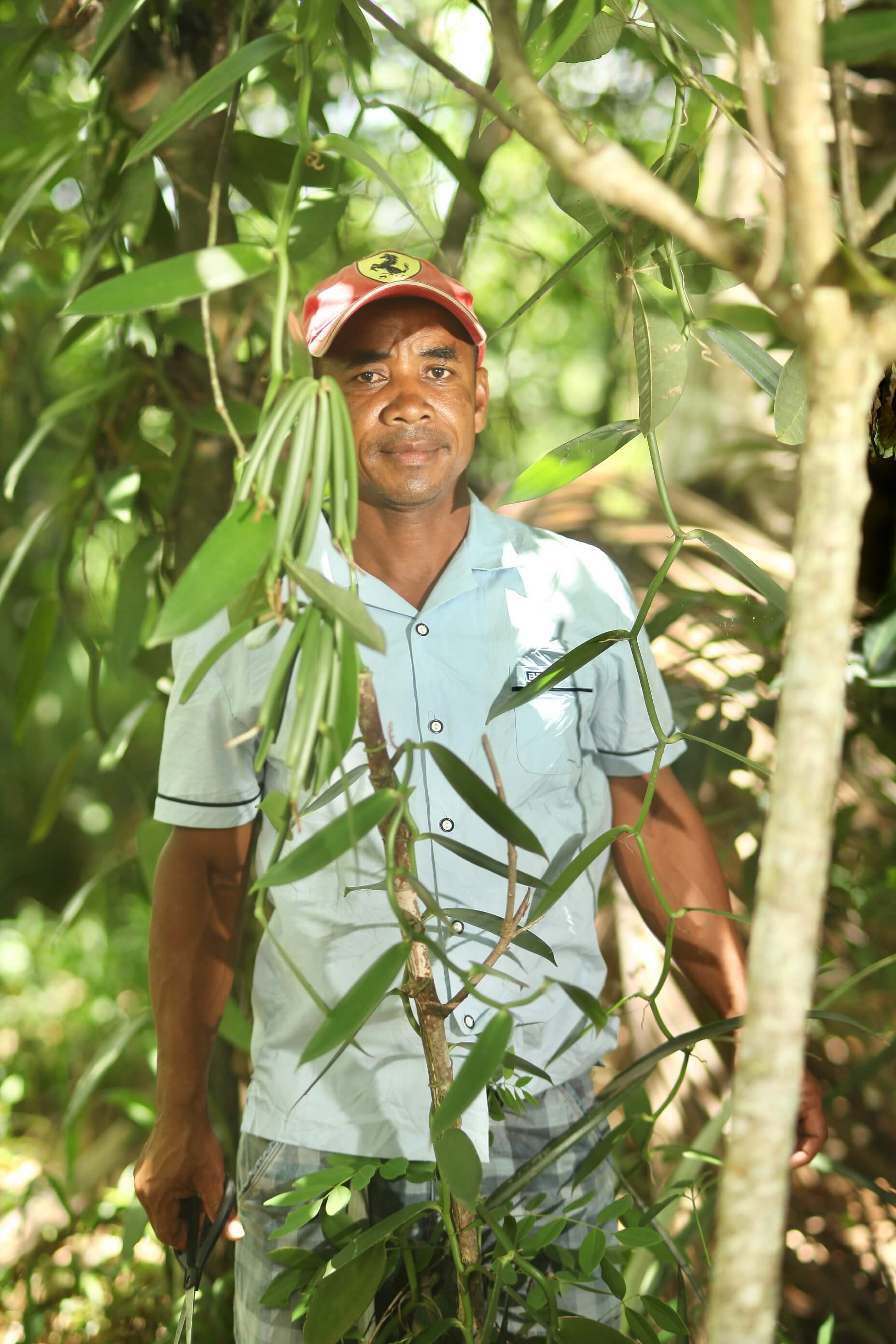 Partnerbauer von Vanilis steht in der Vanilleplantage und prüft reife Bourbon-Schoten kurz vor der Ernte.