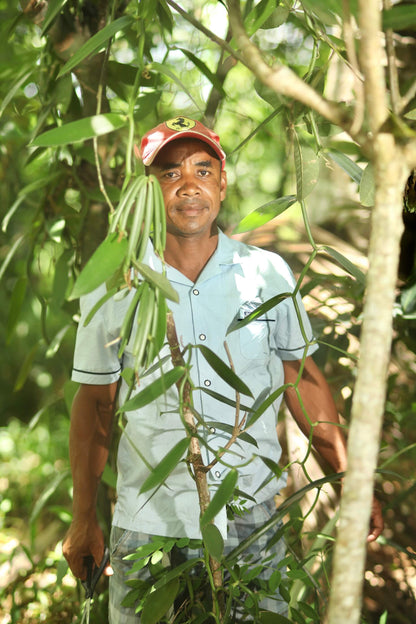 Partnerbauer von Vanilis steht in der Vanilleplantage und prüft reife Bourbon-Schoten kurz vor der Ernte.
