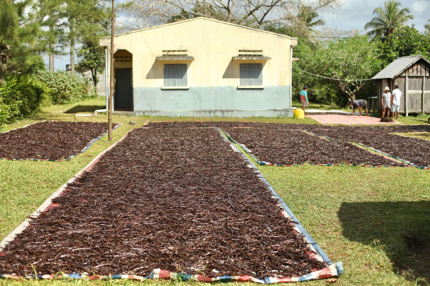 Vanilleschoten während der professionellen Sonnentrocknung im Familienbetrieb Vanilis – kontrollierter Prozess für stabile Industriequalität.