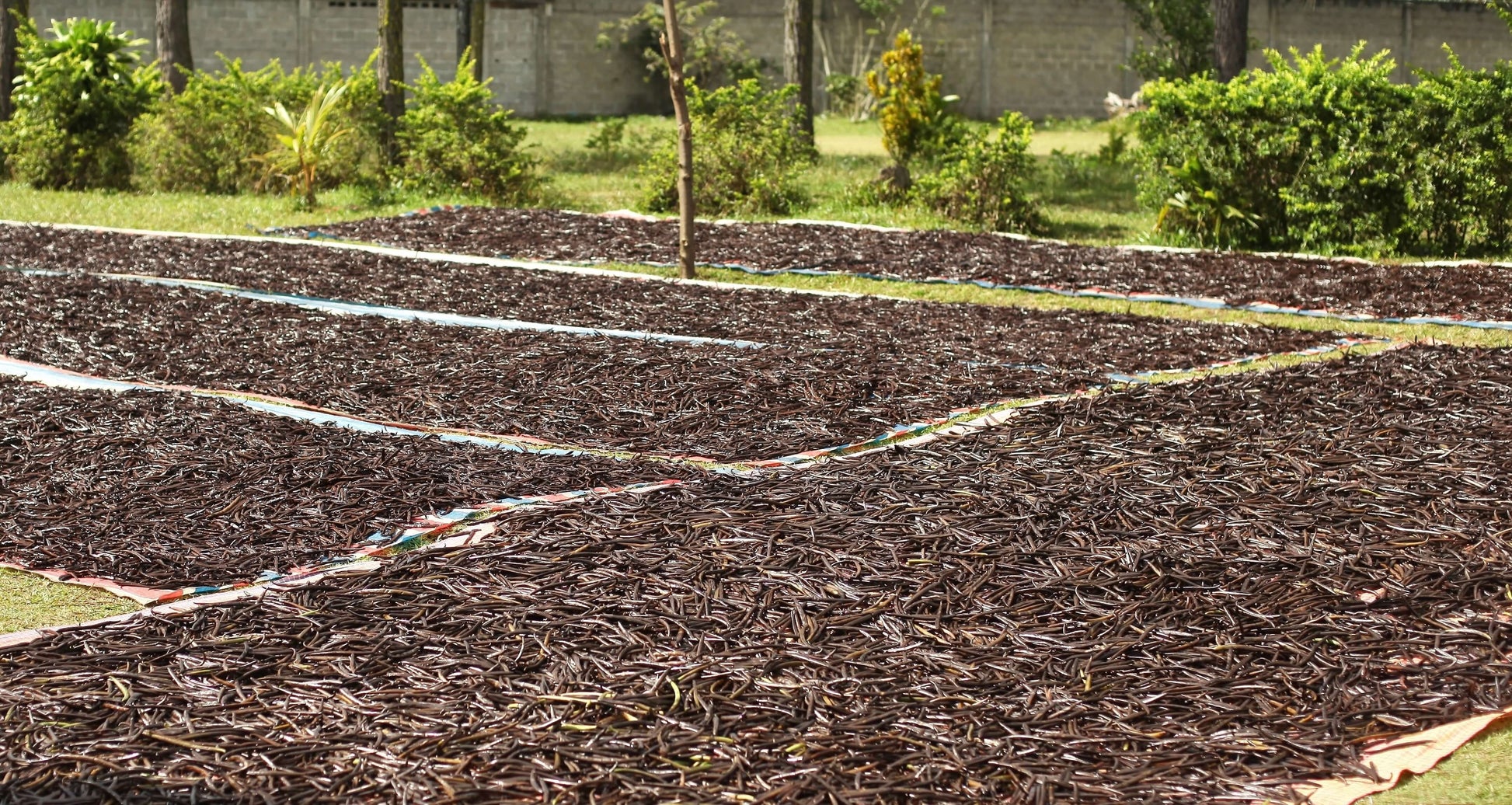 Frisch geschwitzte Vanilleschoten in der Sonne ausgelegt, Beginn der traditionellen natürlichen Trocknung.