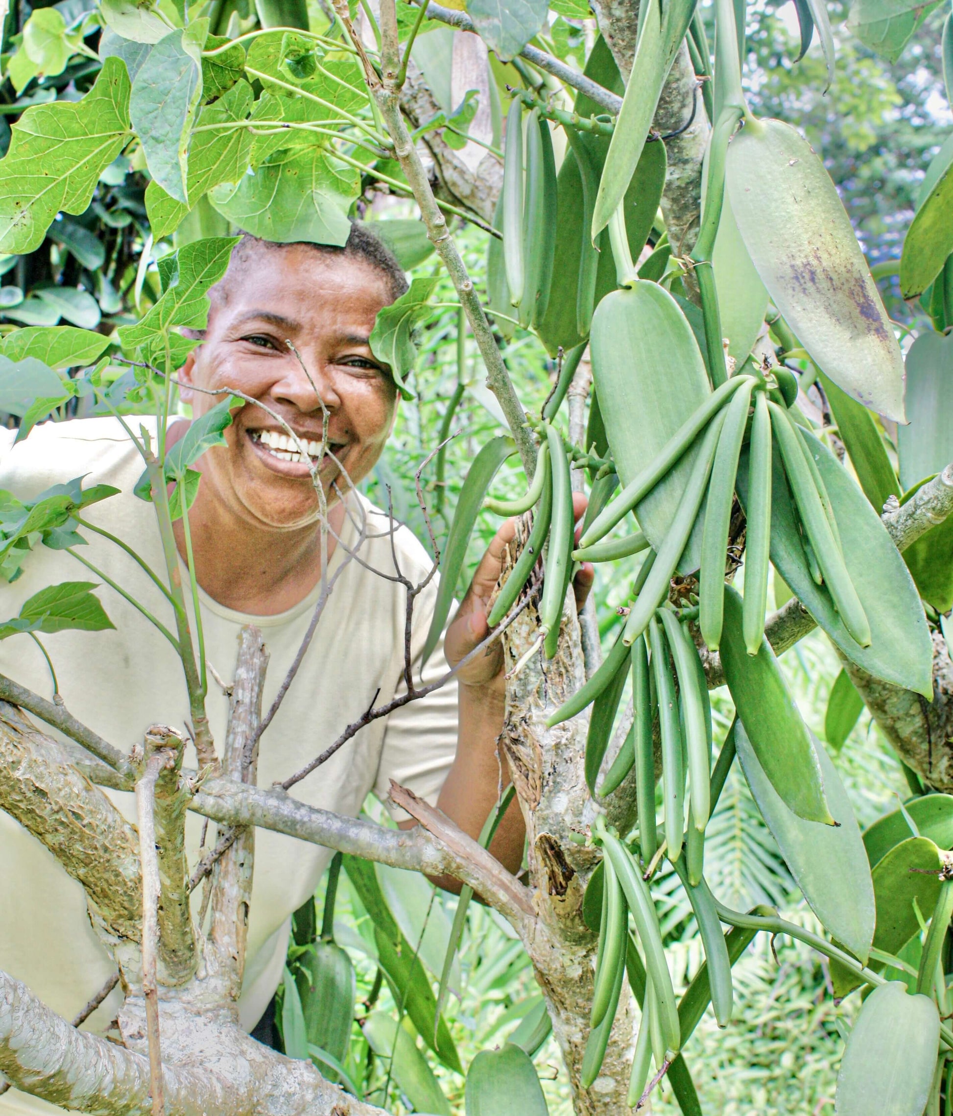 Mutter präsentiert reif geerntete Bourbon-Vanilleschoten direkt an der Pflanze – traditioneller, handwerklicher Anbau in Maroantsetra.