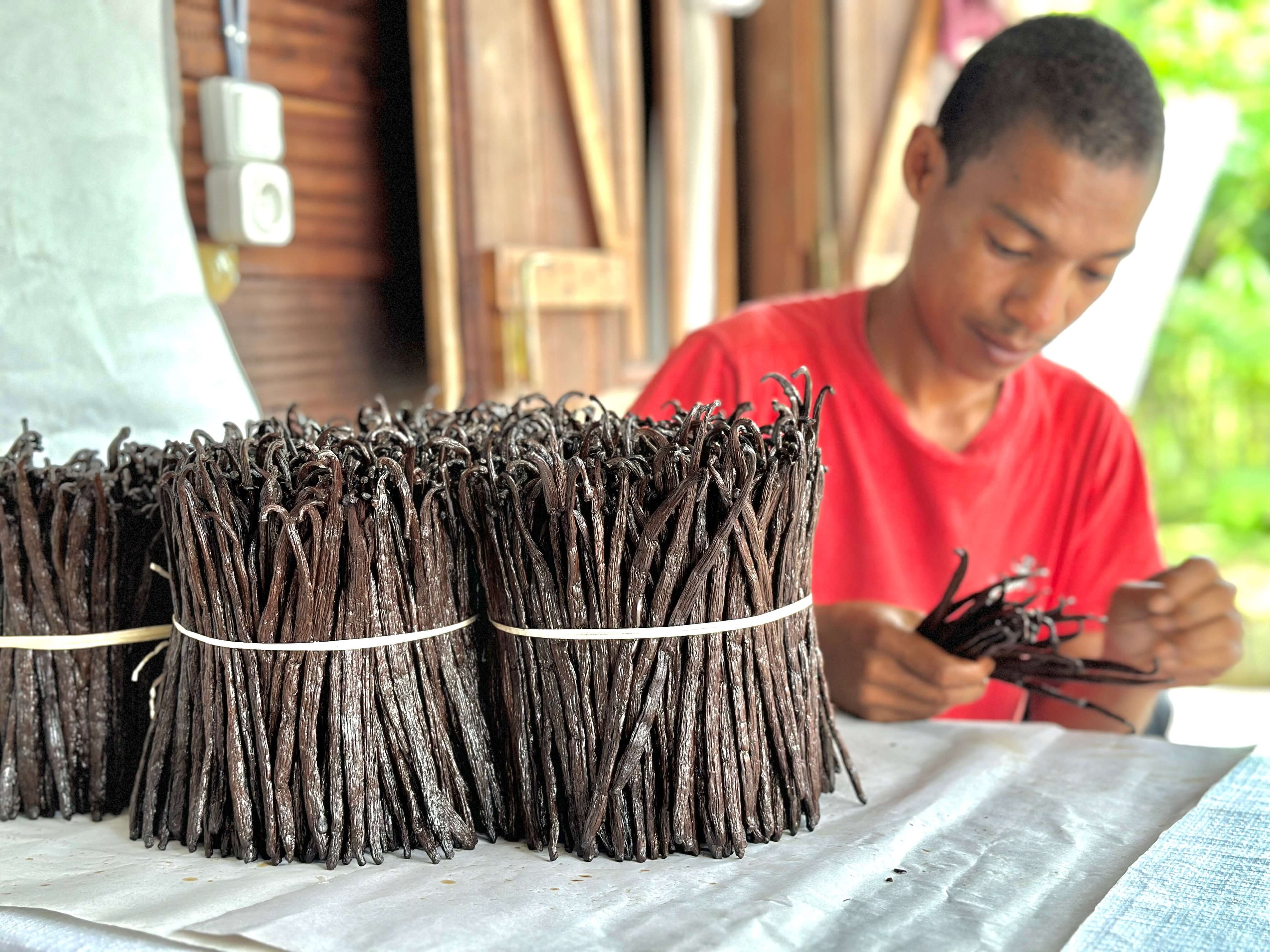 Bruder führt die Triage und Qualitätskontrolle von Bourbon-Vanilleschoten im Familienbetrieb 